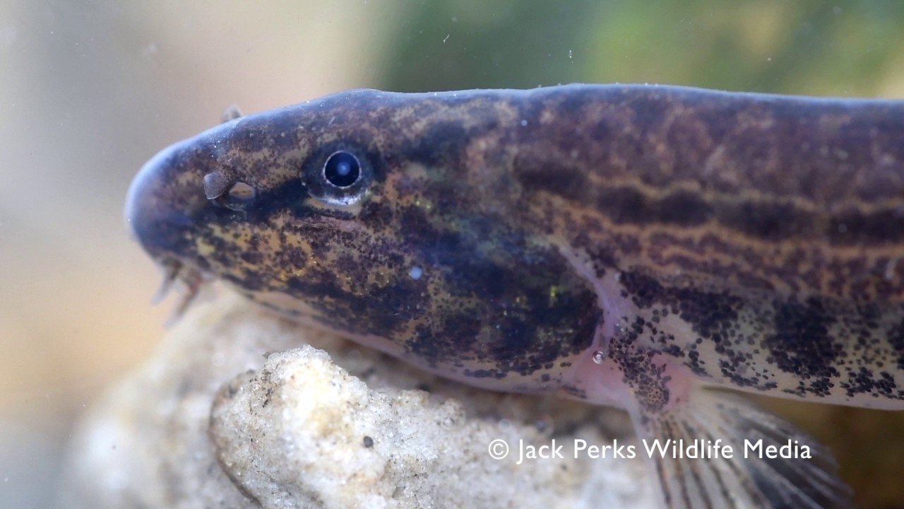 Spined Loach