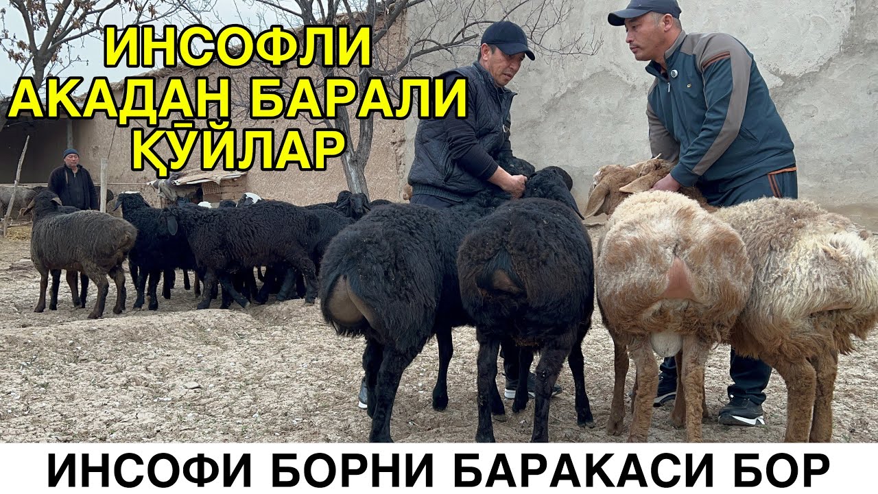 30 БОШ ШИРВОЗ КЕЛДИ. ☎️+998887250784 ☎️+998997188332