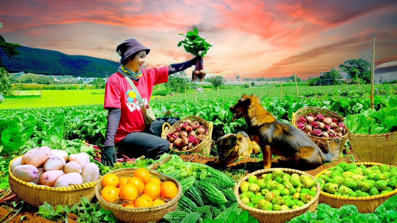 Harvest Oranges, Beetroot, Bitter Melon, Noni, Mustard Greens, Pink Mango To Sell At The Market