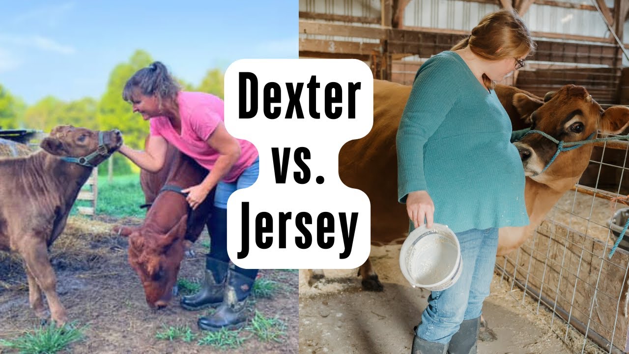 Dexter or Jersey? Choosing the Right Cow for Your Homestead