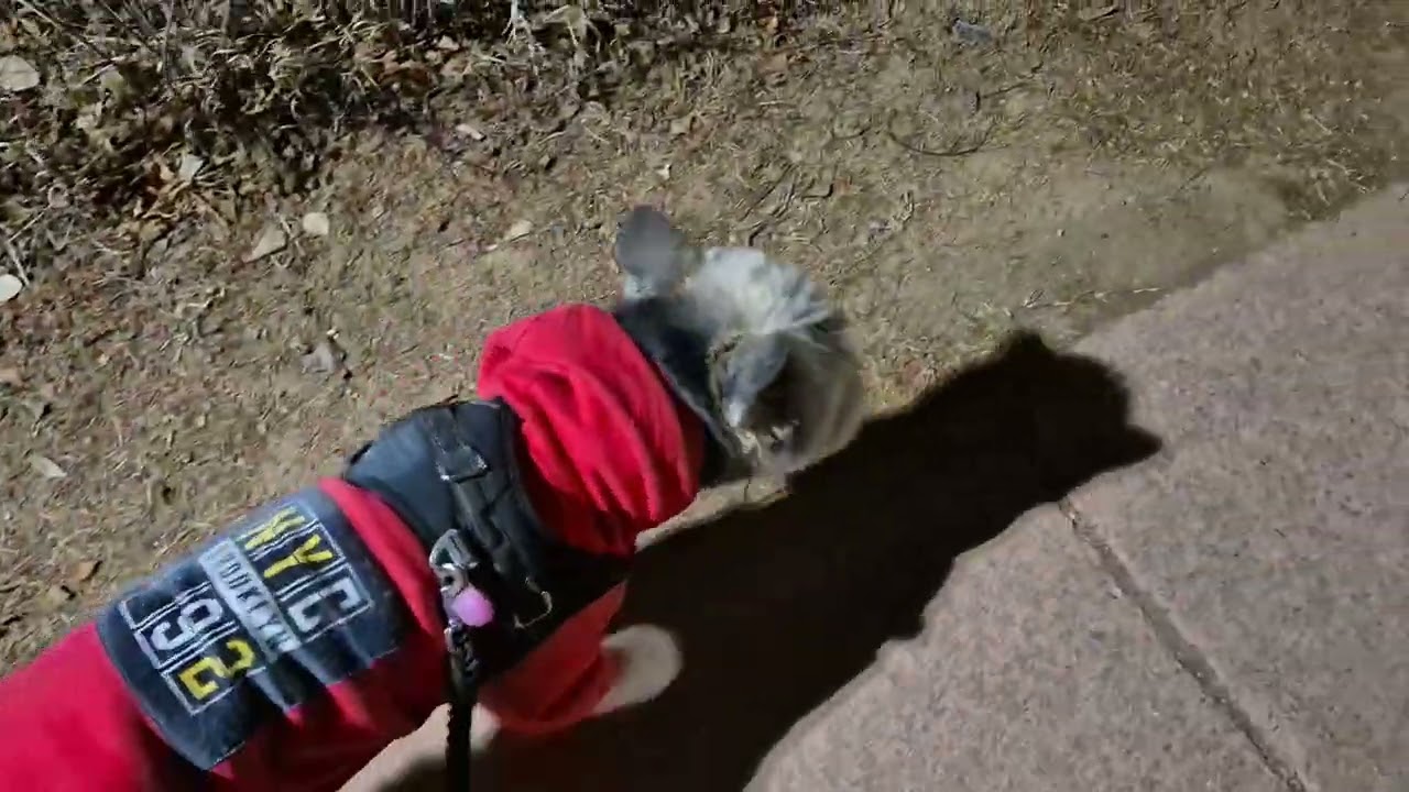 뚱이 구르기 도와주는 효자 짜장😂😂#다육이 #강아지 