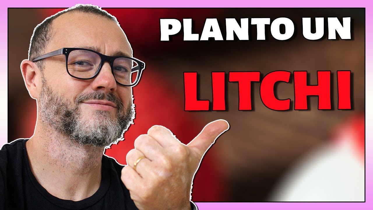⛔ PELIGRO‼️ No PLANTES LITCHI  sin Ver ANTES este VÍDEO 👍🏼 (Cultivo y Cuidados)