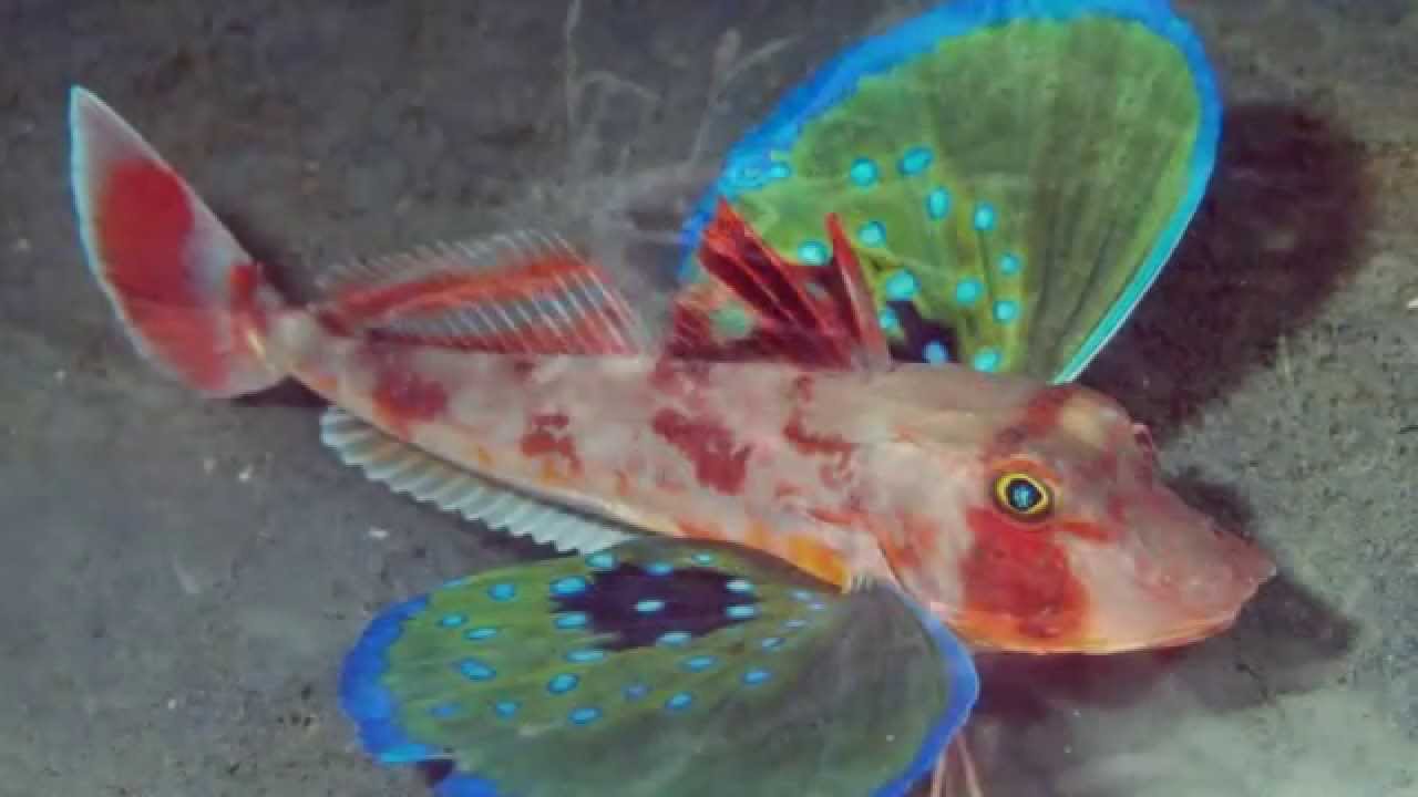 Los 10 peces mas extraños del mundo / 10 weirdest fish in the world