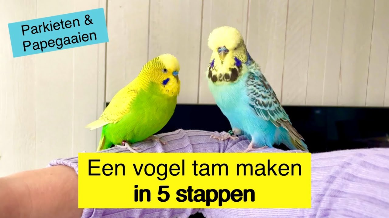 Een vogel tam maken in 5 stappen - Parkiet & Papegaai