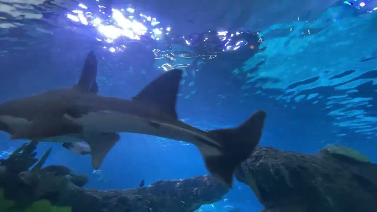 #sea 🌊 #marinelife #sharks #stingray #tuna #aquarium 