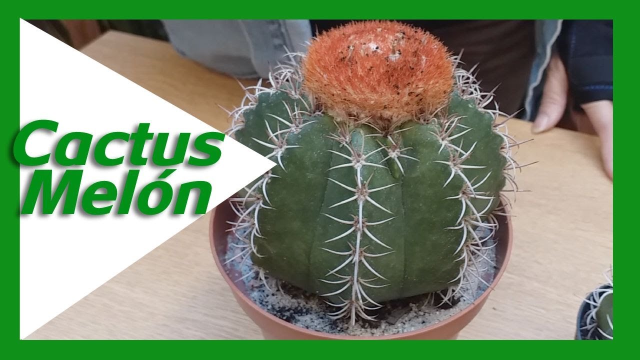 💚🌵 Cactus Colección. Melocactus | Cactuky