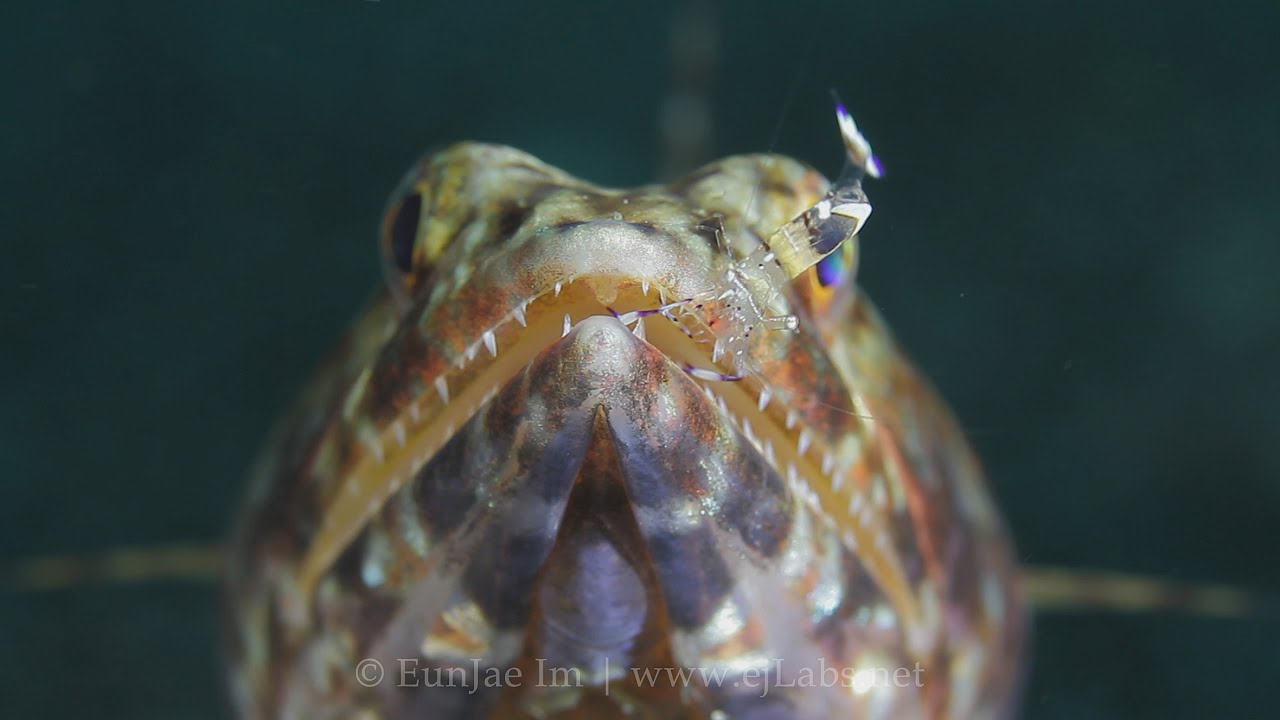Lizardfish Getting Cleaned By Shrimp