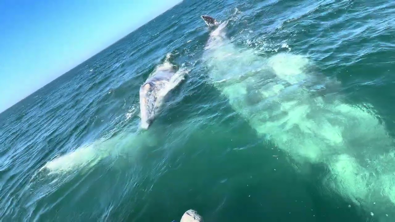 Gray Whale Adventures Baja - 3 Whales #energyhealing #animalcommunication