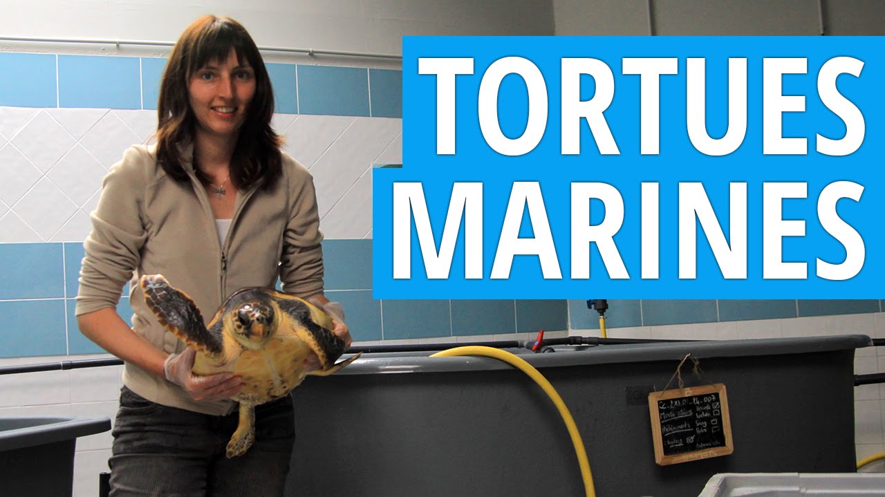 [B&eacute;n&eacute;volat] Tortues Marines au CESTMed