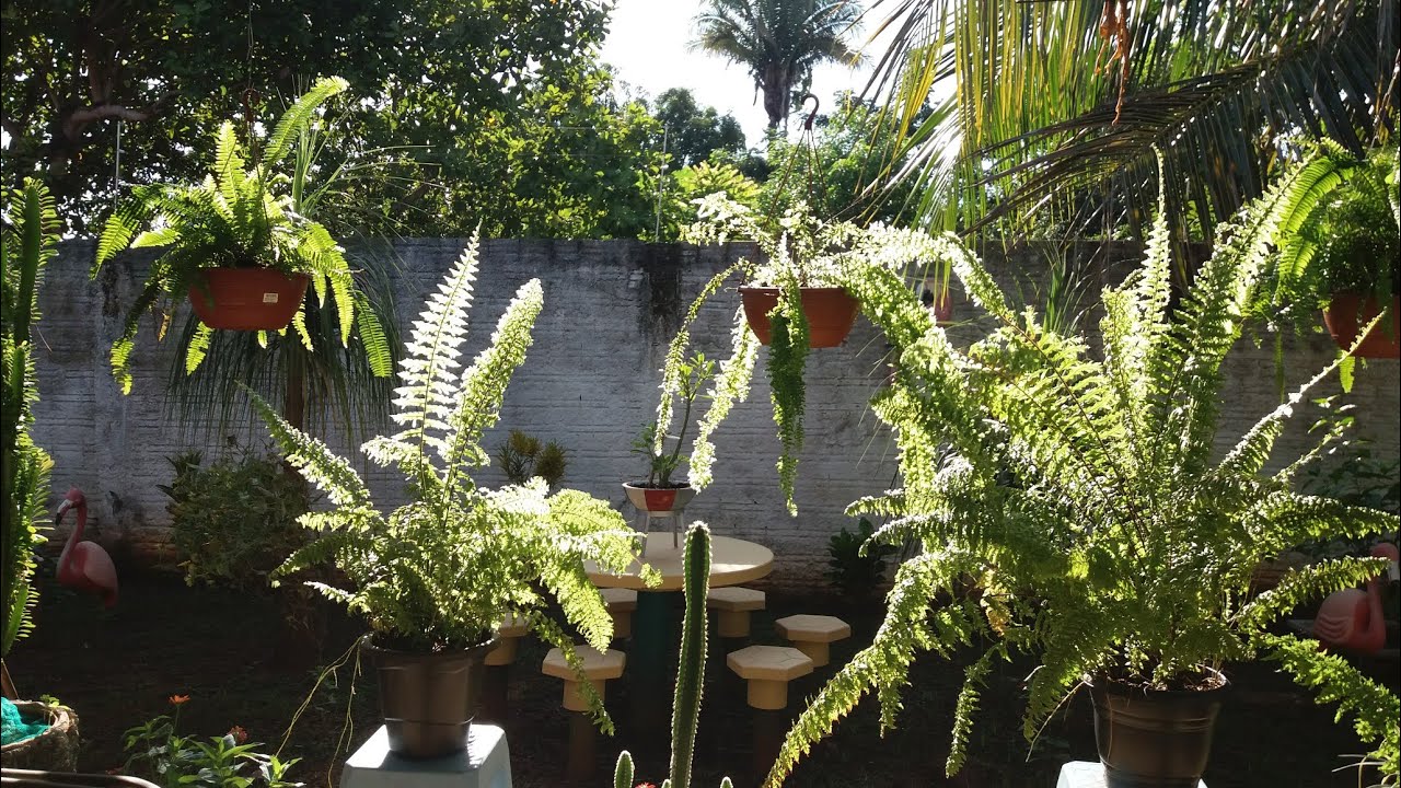 AMO PLANTAS. DEUS MARAVILHOS0.
