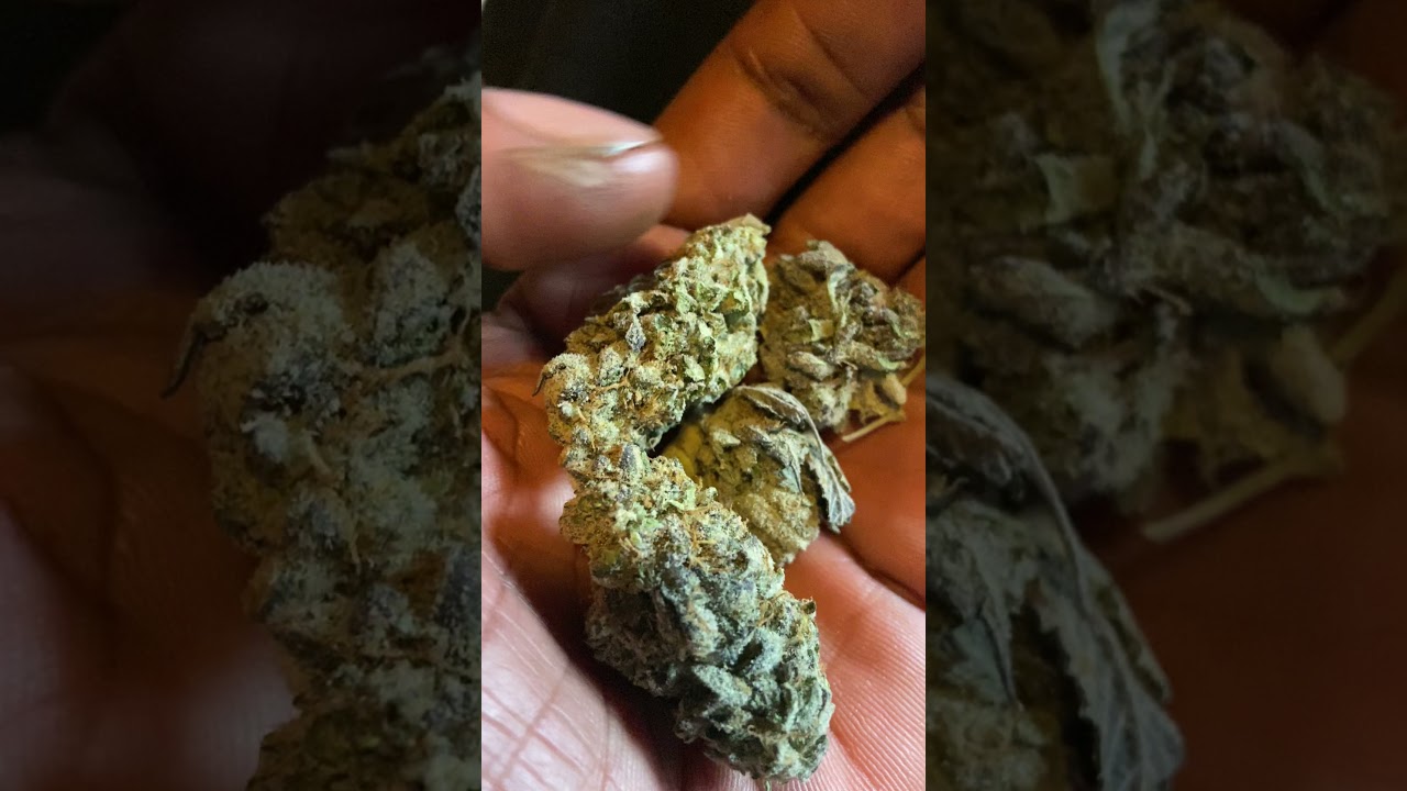 Pluto Marijuana  Strains Best on the Planet