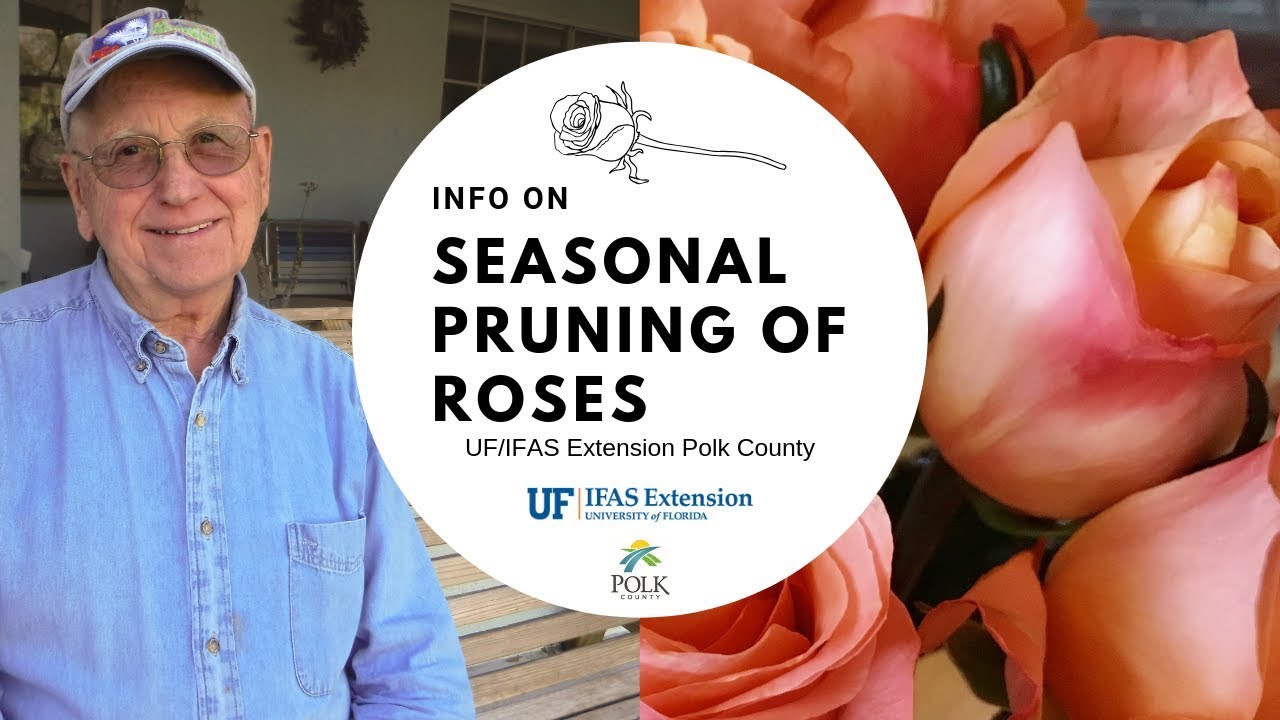 Seasonal Pruning of Roses: How To