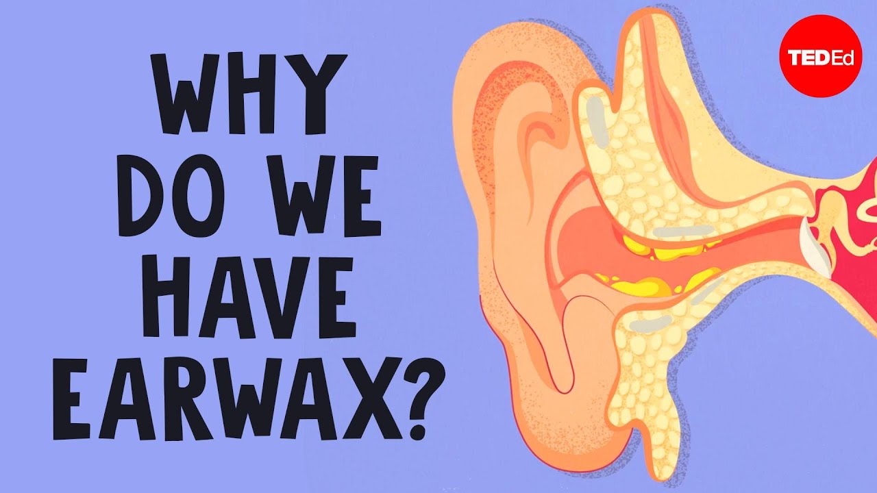 What is earwax &mdash; and should you get rid of it? - Henry C. Ou