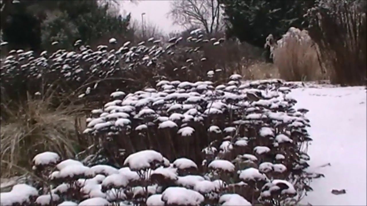 Winter 2017  im Hermannshof Weinheim - mit Liedern vom Männerquartett Bergstraße