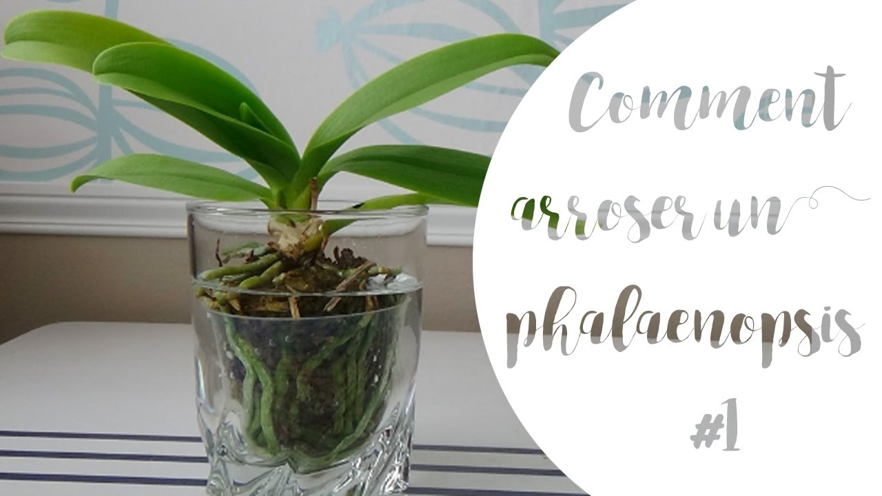 ✿ Comment arroser son orchidée phalaenopsis | Partie #1