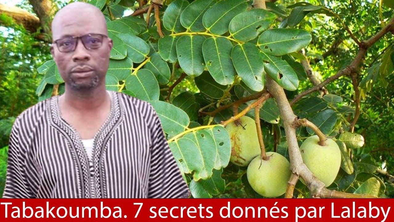 Tabakoumba. (detarium microcarpum). 07 secrets révélés par Lalaby