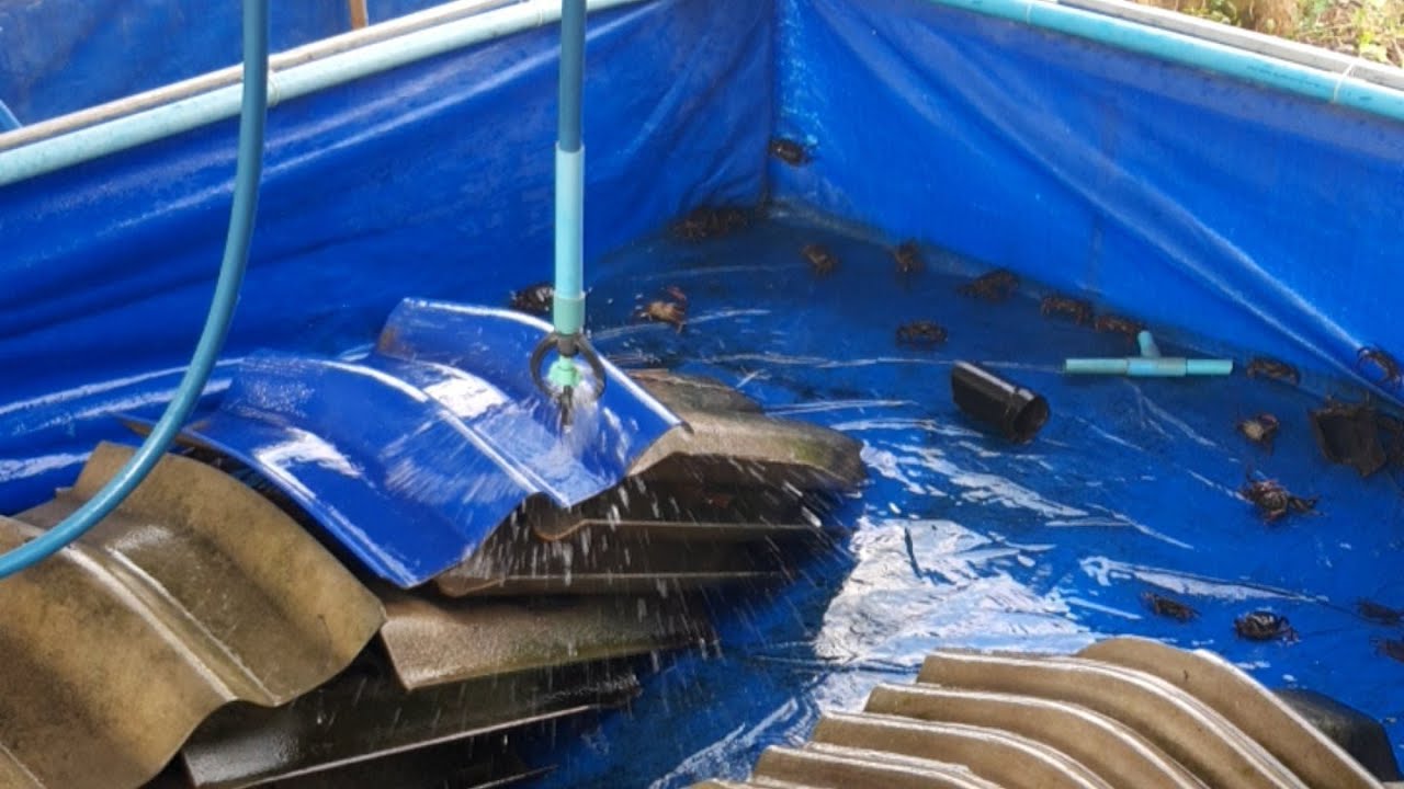 สอนเลี้ยงปูนา น้ำใส  กำลังถ่ายทอดสด!#อุไรยาฟาร์มปูนา #ปูนา