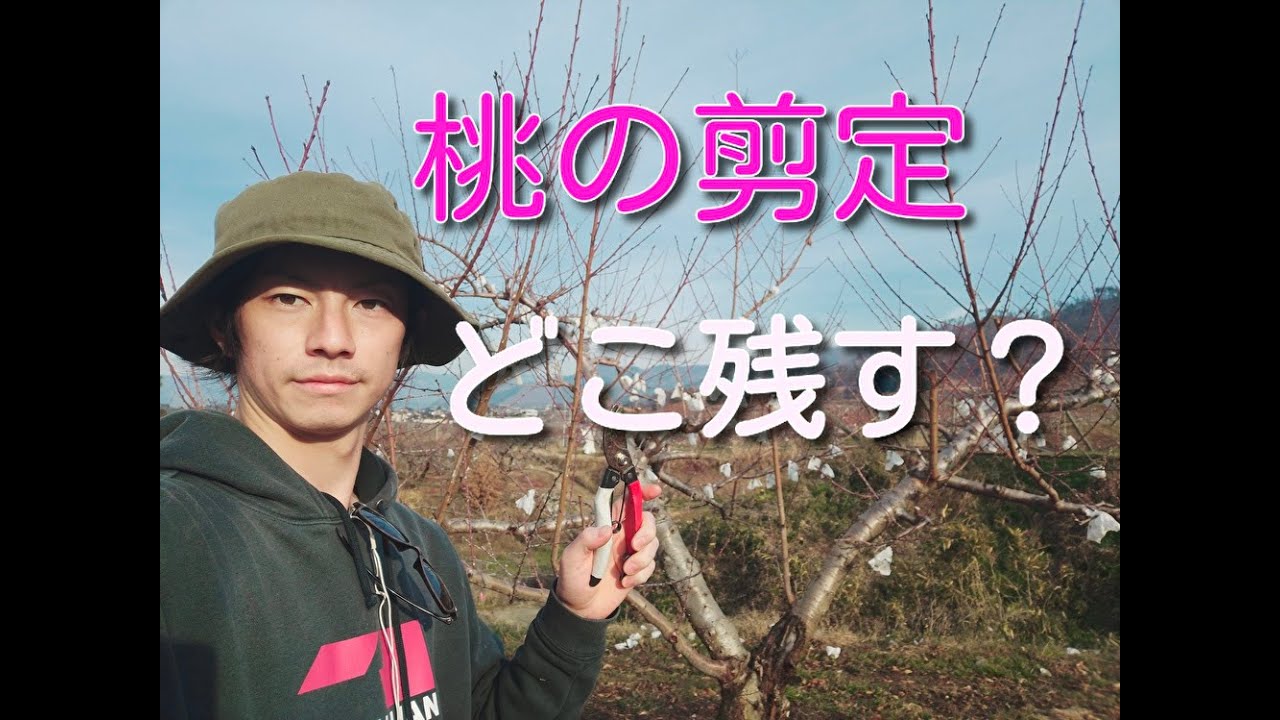 桃の剪定　どこを残して切るか？　”成木”