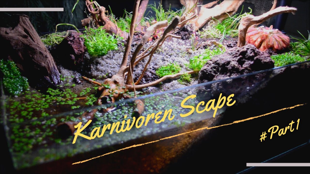 Karnivoren Scape | fleischfressende Pflanzen gestalterisch in Szene setzen | CARNIFLOR