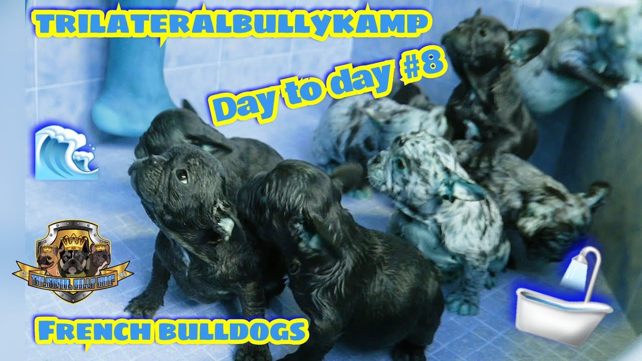 TBK day to day #8(French bulldogs)
