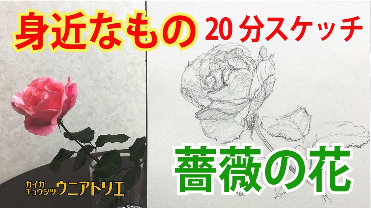 身近なものをスケッチしてみよう【薔薇】水彩画下描き初心者編