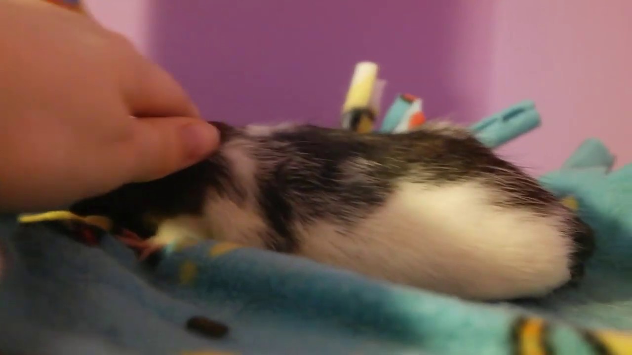 I adopted 25 feeder rats!