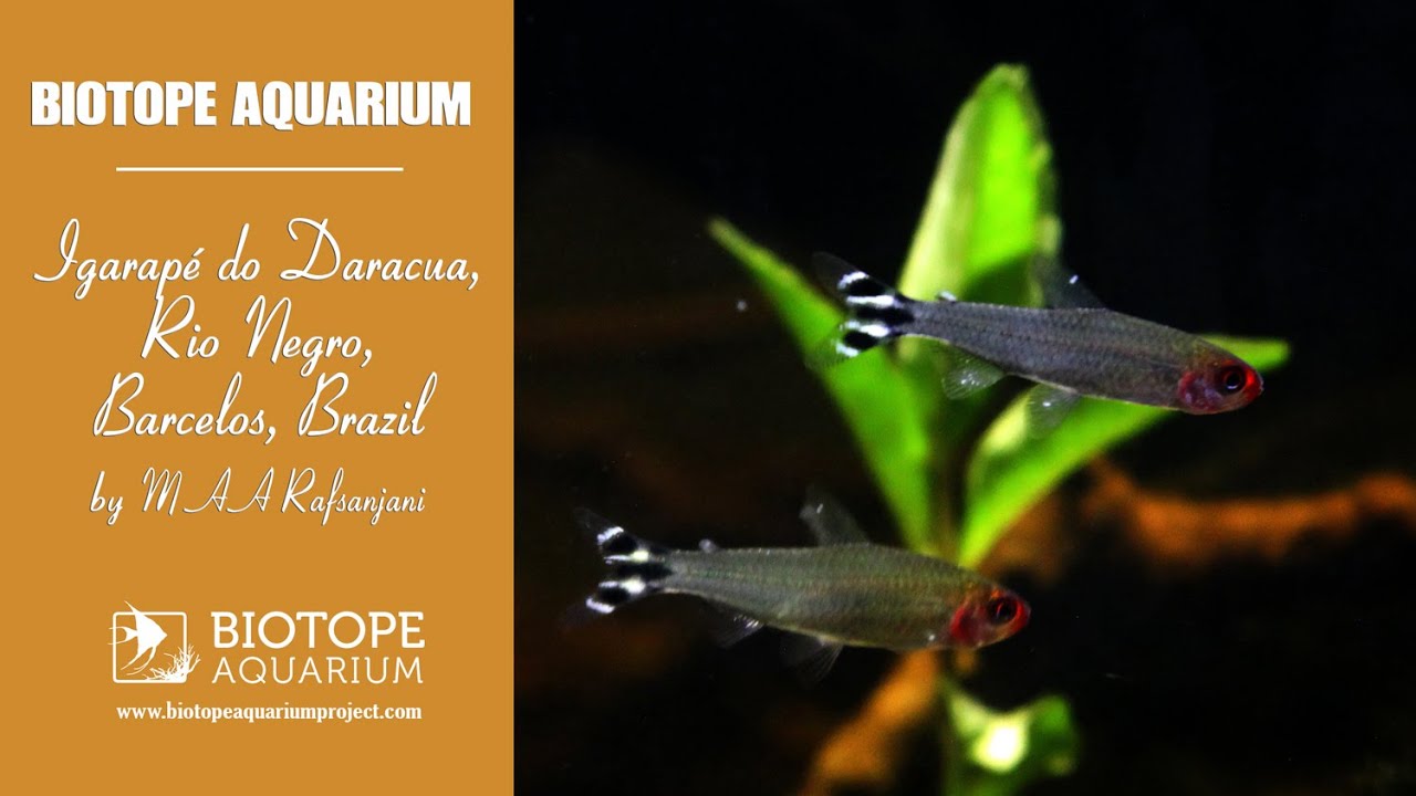 #BAC2023 Igarap&eacute; do Daracua, Rio Negro, Barcelos, Brazil. MAA Rafsanjani