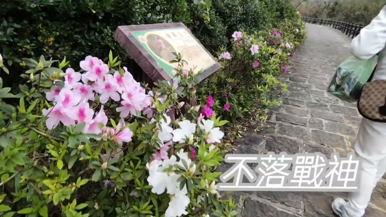 ［日常紀錄］芝山三生步道賞櫻