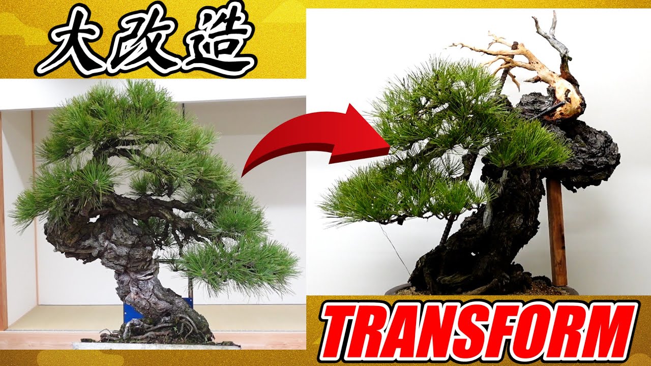 【to the best Bonsai in Japan!】Road to the 100th KOKUFU PRIZE!! #1