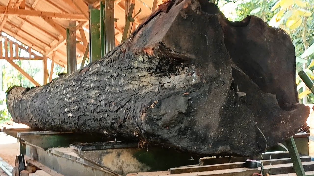 IN THE NAME OF A RARE TREE || The amazing process of turning a large tree into a beautiful slab 