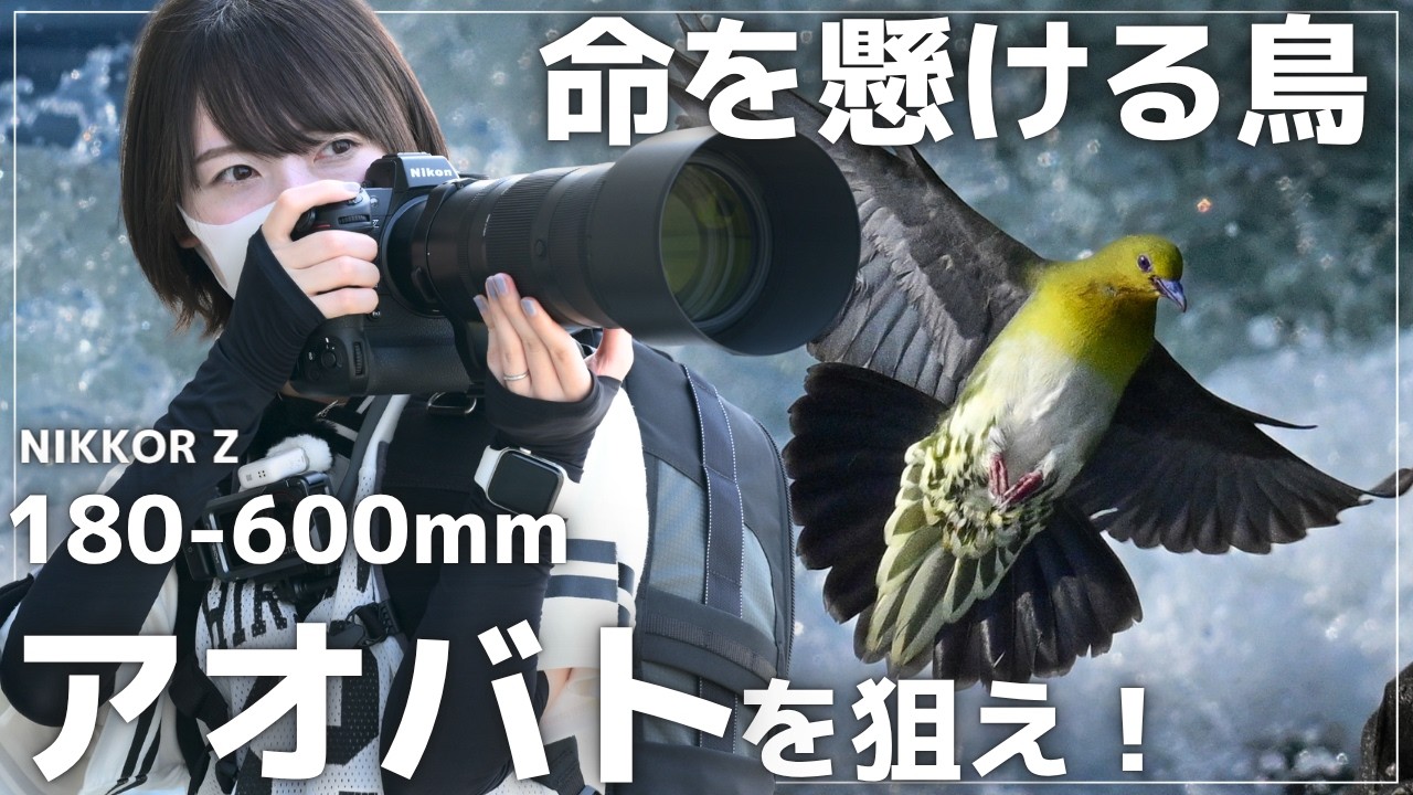 【超望遠】海水を飲むアオバトを狙う！Nikon Z9 × Z180-600mmでPOVスナップ！【野鳥撮影】