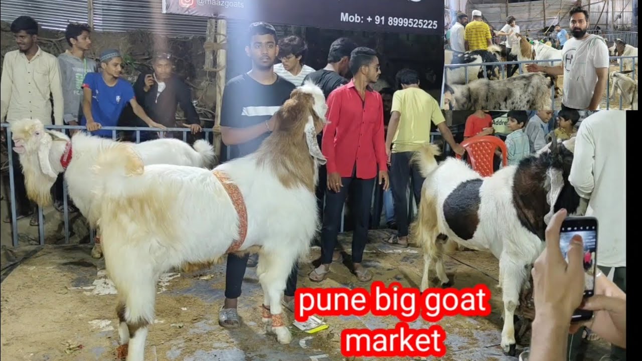 kausar baug bakra mandi Pune biggest goat market Live update cover with price 24 jun 2023