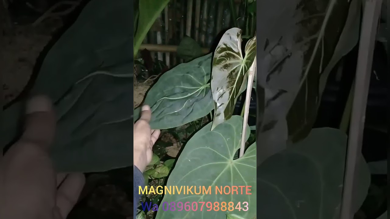 ANTHURIUM MAGNIVIKUM NORTE 