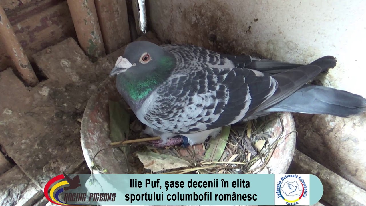 Ilie Puf, șase decenii in elita sportului columbofil romanesc