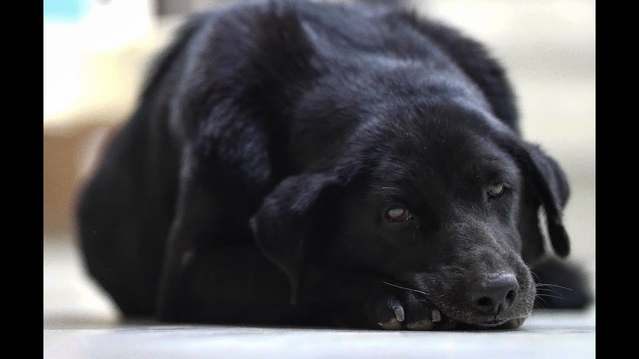 मृत्यु भएका मालिकलाई अस्पतालमा कुरिरहेकी काली | Kali-Dog
