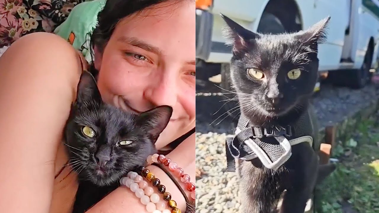 Woman Brings Kitten She Found At Work On Bus Adventure 🥰