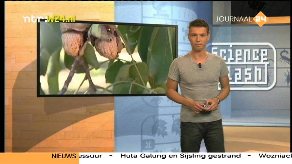 Walnoten zijn gezond