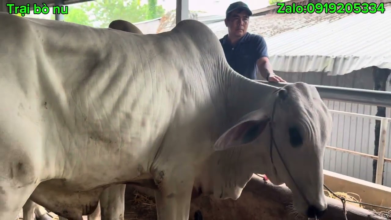 28/02/2026/ em có về lô bò trắng lớn :0328666707