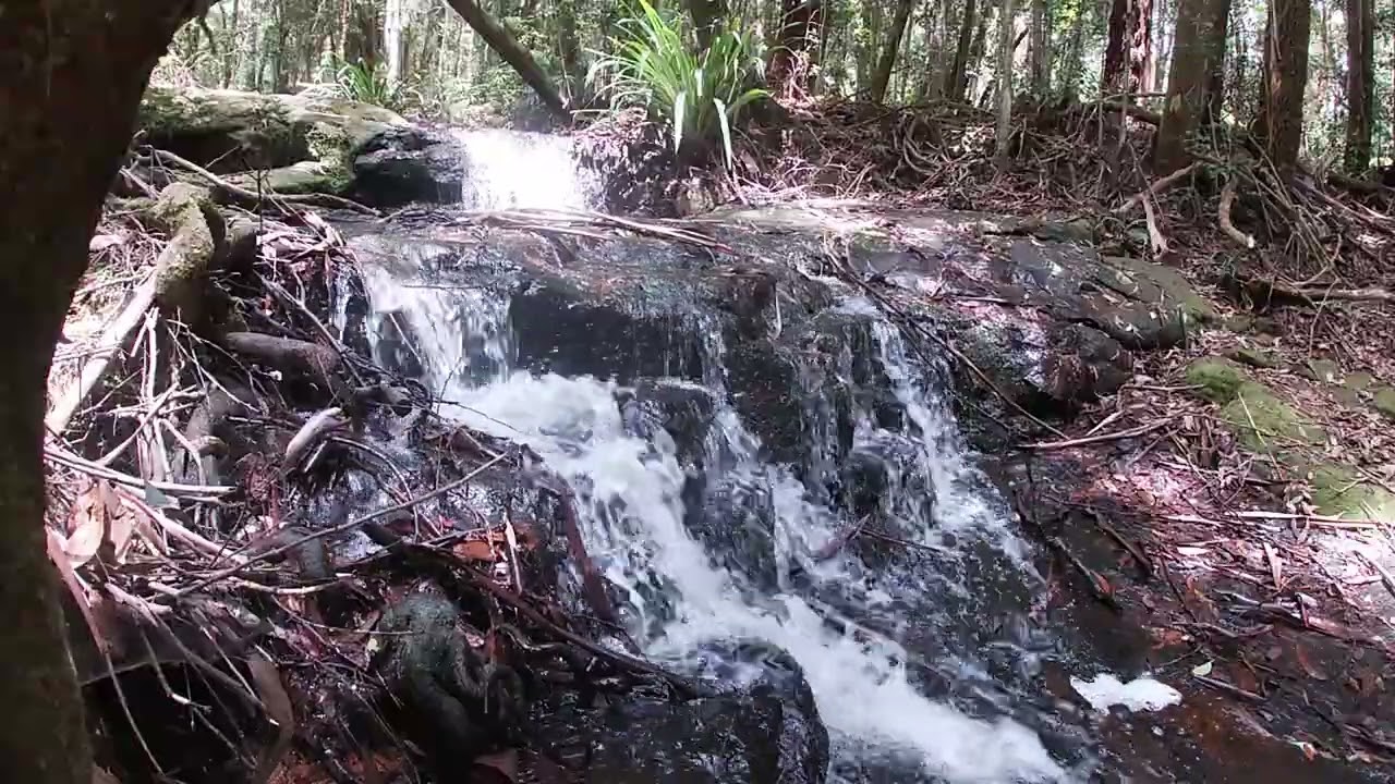 The wonder of Springbrook