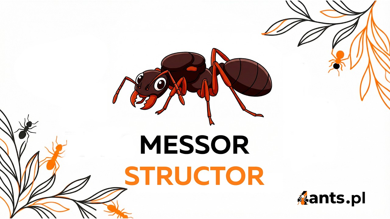 Messor structor to jedna z najbardziej widowiskowych mrówek dostępnych w hodowli.