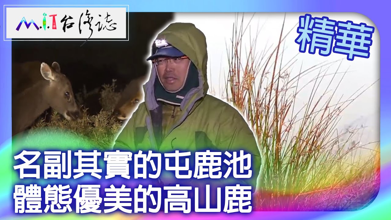 名副其實的屯鹿池　體態優美的高山鹿｜南投縣 麥覺明【 ‪‪‪‪ ‪‪‪‪‪‪‪‪‪‪‪‪‪‪‪‪‪‪‪‪‪‪‪‪‪‪‪‪ ‪‪‪@ctvmit  572集】