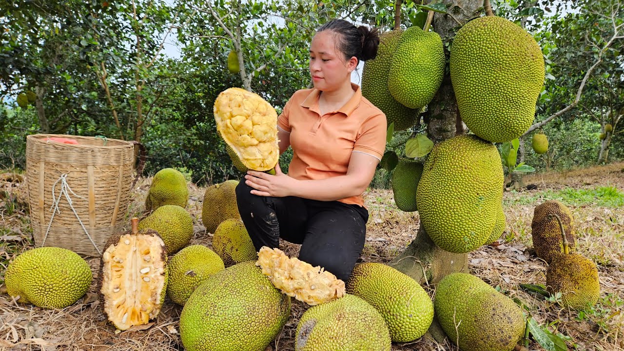 Harvest Jackfruit Orchards  market to sell - Cook pumpkin food for pigs - Lý Thị Ca