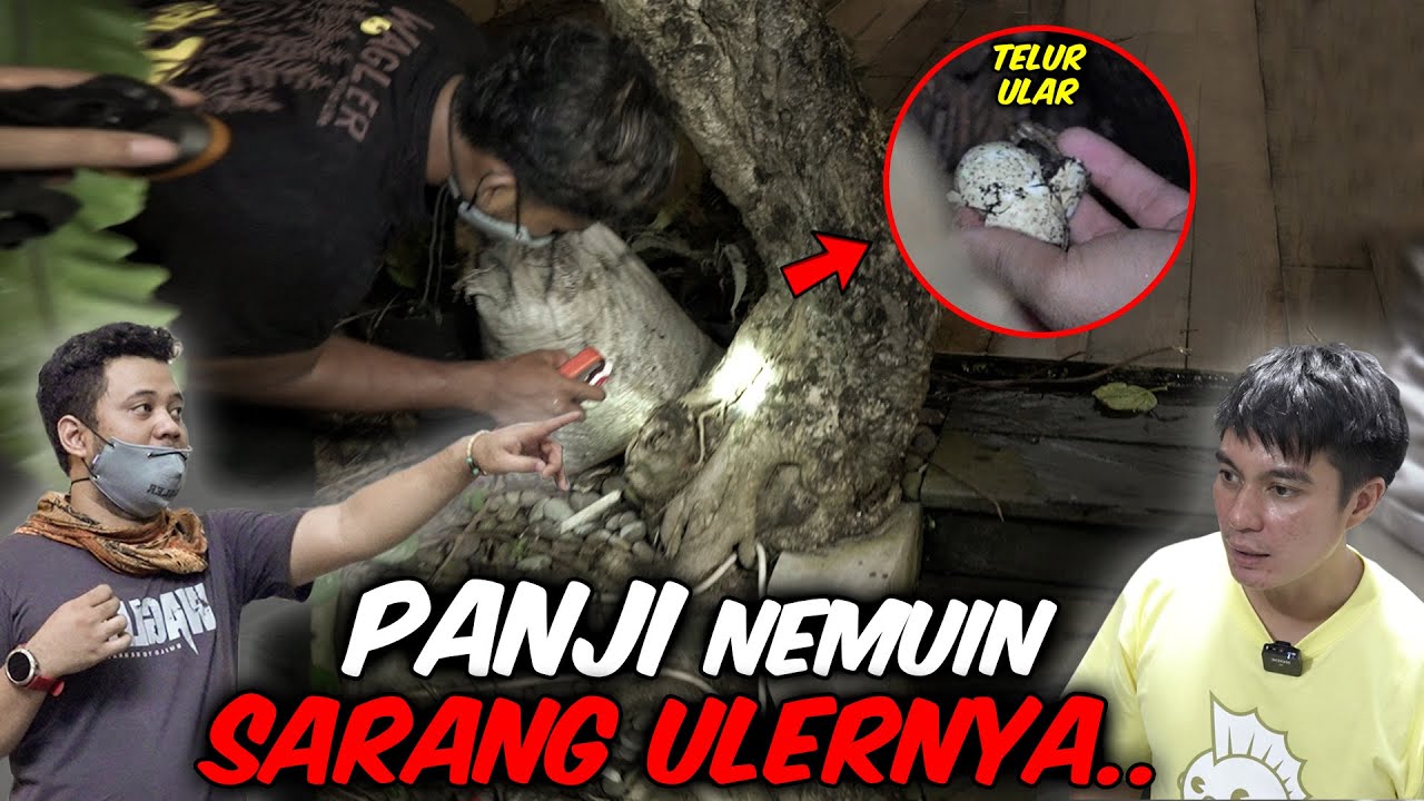 ULAR KETEMU , SARANGNYA JUGA KETEMU ‼️ EMANG BENER2 SANG MAESTRO PANJI PETUALANG !!