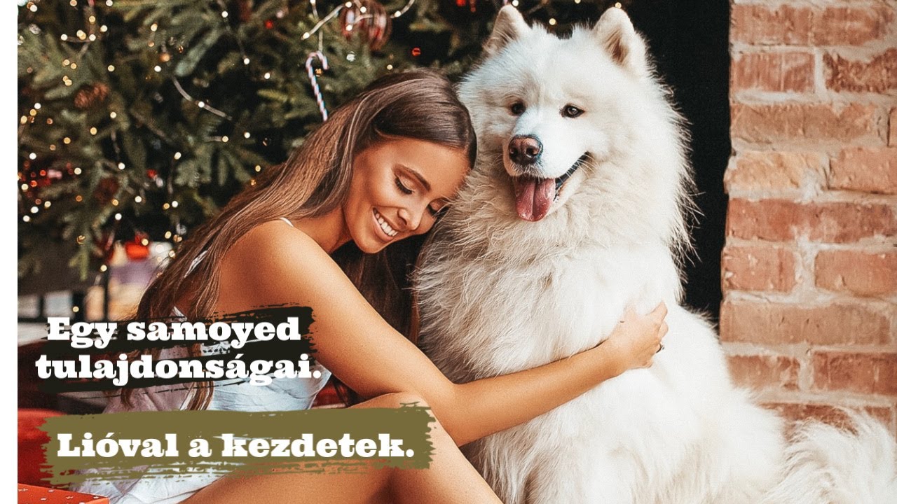 Lióval a kezdetek. Egy samoyed tulajdonságai. Tabuk nélkül.