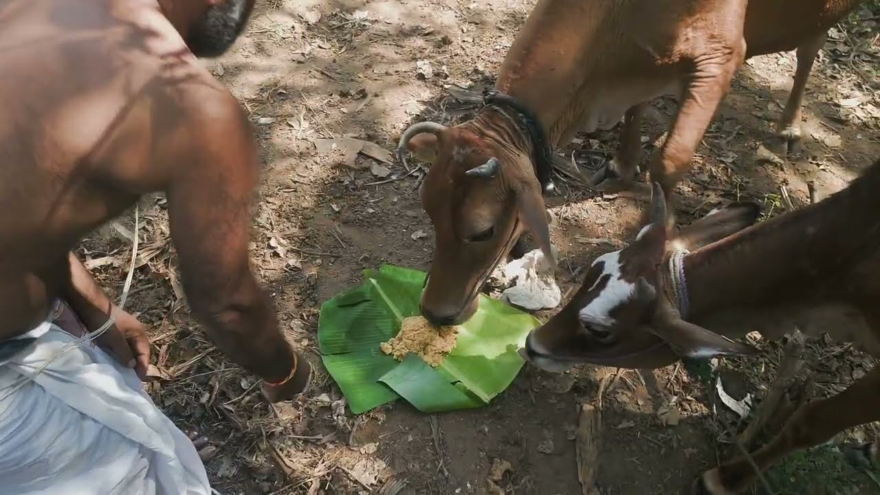 సంక్రాంతి విశేష కైంకర్యం లో శ్రీ శ్రీనివాస గురుకులం...