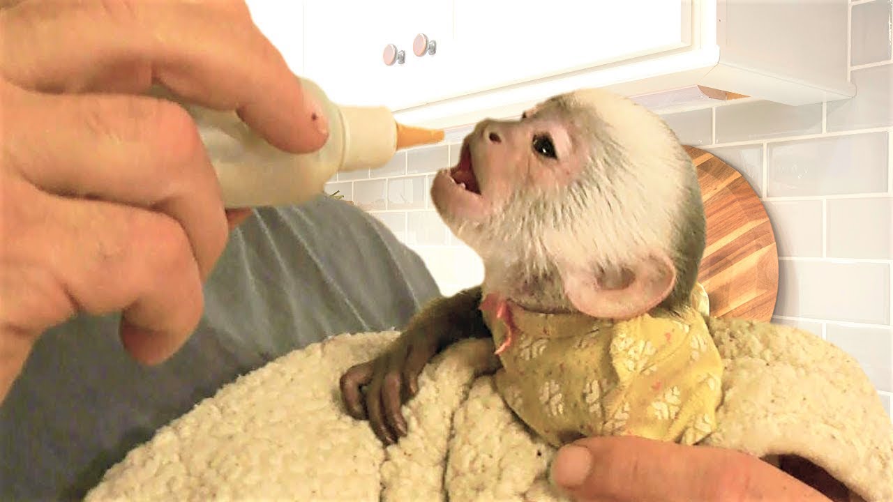 Our BABY MONKEY has Morning BOTTLE with Daddy!