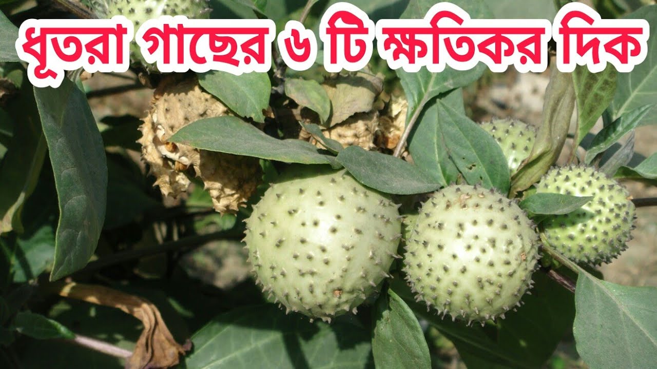 ধুতরা গাছের ৬ টি  ক্ষতিকর দিক || 6 Side Effects Of Dutura ||