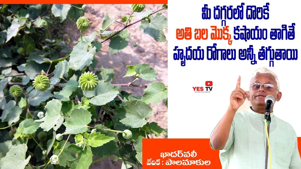 మీ దగ్గరలో దొరికే అతి బల మొక్క కషాయం తాగితే హృదయ రోగాలు తగ్గుతాయి||Atibala||Khadarvali || Yes Tv