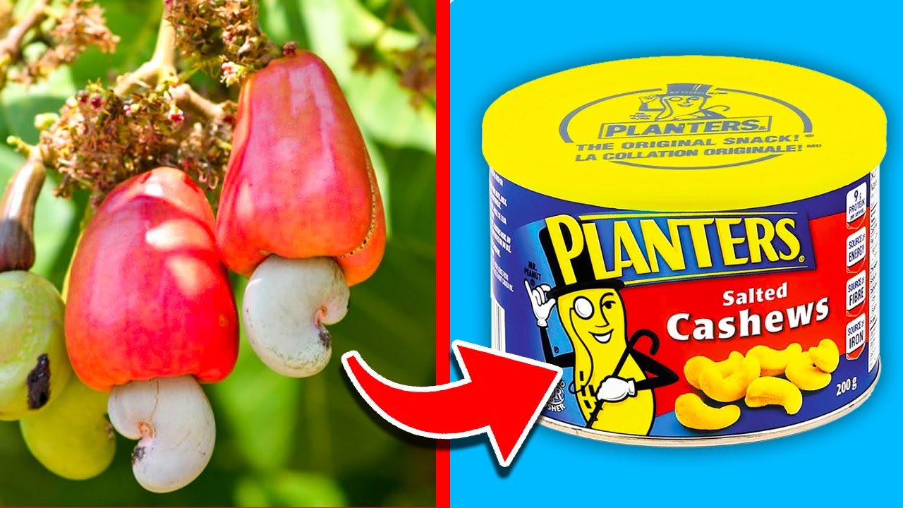 Top 10 Fruits That Can Kill! (Part 2)