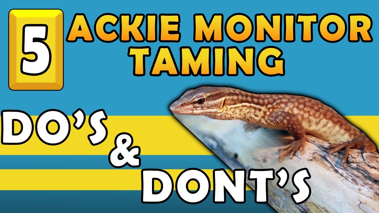 5 Ackie Monitor Taming Do's And Don'ts!